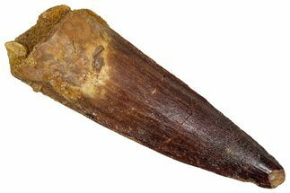Fossil Spinosaurus Tooth - Real Dinosaur Tooth #356796