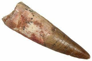 Fossil Spinosaurus Tooth - Real Dinosaur Tooth #356801