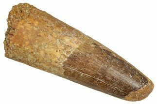 Fossil Spinosaurus Tooth - Feeding Worn Tip #356811