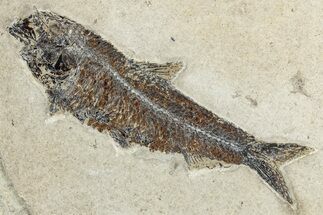Detailed Fossil Fish (Knightia) - Wyoming #356816