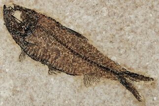Exqusite Fossil Fish (Knightia) - Wyoming #356820