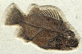 Detailed Fossil Fish (Cockerellites) - Wyoming #356744