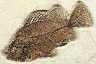 Fish Fossils For Sale
