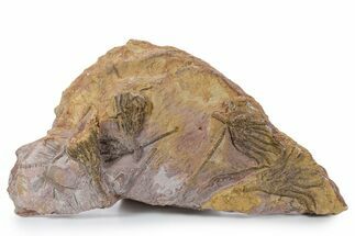 Ordovician Fossil Crinoid Plate - Marzane, Morocco #350581