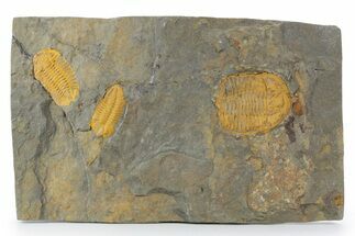 Rock With Thee Orange Trilobites (Ormathops sp & Prionocheilus?) #356822