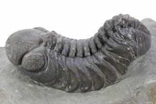 Detailed Austerops Trilobite - Ofaten, Morocco #356919