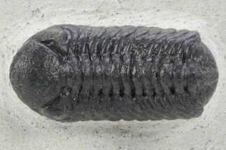 Detailed Austerops Trilobite - Ofaten, Morocco #356922