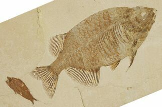 Uncommon Fish (Phareodus) Fossil - Wyoming #356764