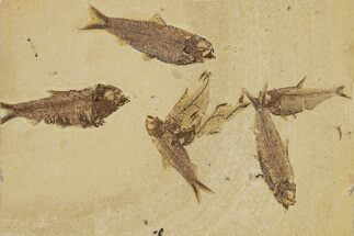 Limestone with Seven Fossil Fish (Three Species) - Wyoming #356767