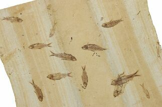 Fossil Fish Mortality On Volcanic Ash Layer - Wyoming #356774