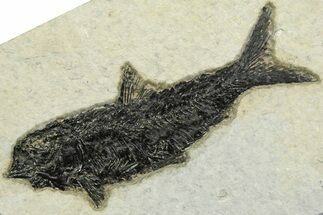 Detailed Fossil Fish (Knightia) - Wyoming #356777