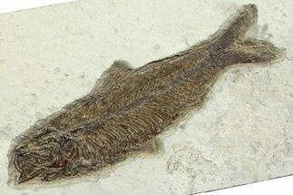 Detailed Fossil Fish (Knightia) - Wyoming #356779