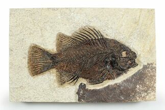 Detailed Fossil Fish (Cockerellites) - Wyoming #356798