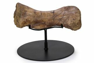 Dinosaur (Triceratops) Metatarsal w/ Metal Stand - Wyoming #356933