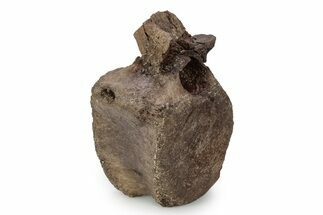 Hadrosaur (Edmontosaurus) Anterior Caudal Vertebra - Wyoming #356944