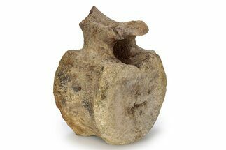 Hadrosaur (Edmontosaurus) Caudal Vertebra - Wyoming #356947