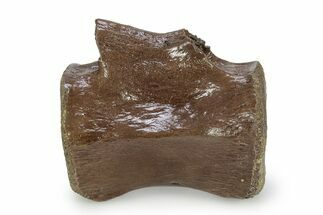 Fossil Dinosaur (Thescelosaurus) Caudal Vertebra - Montana #356949