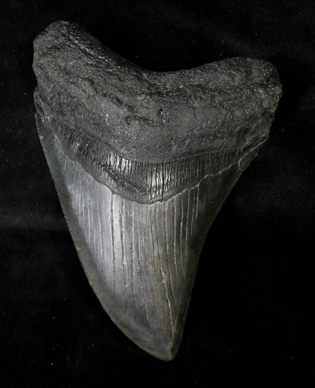 Curved 5.07 Megalodon Tooth - South Carolina (#19064) For Sale
