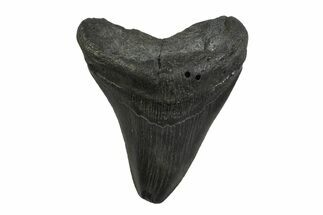 Bargain, Fossil Megalodon Tooth - South Carolina #356828