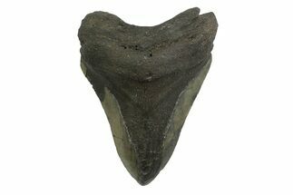 Bargain, Fossil Megalodon Tooth - South Carolina #356829