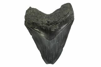 Fossil Megalodon Tooth - South Carolina #356832