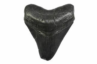 Serrated, Fossil Megalodon Tooth - South Carolina #356838