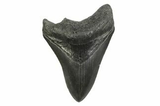 Fossil Megalodon Tooth - South Carolina #356839