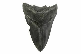 Serrated, Fossil Megalodon Tooth - South Carolina #356842