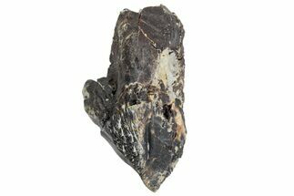 Unworn Triceratops Tooth with Partial Root - Wyoming #356958