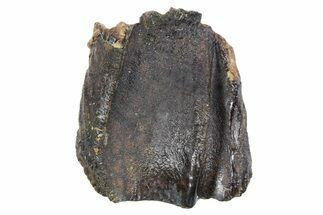 Dinosaur (Triceratops) Shed Tooth - Wyoming #356960