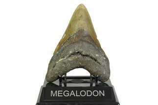 Fossil Megalodon Tooth - North Carolina #356701