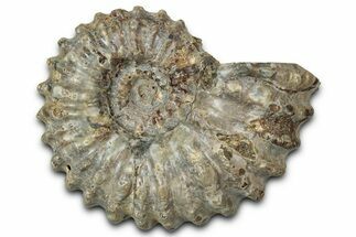 Bumpy Ammonite (Douvilleiceras) Fossil - Madagascar #343848
