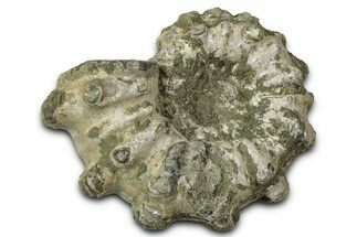 Bumpy Ammonite (Douvilleiceras) Fossil - Madagascar #343850