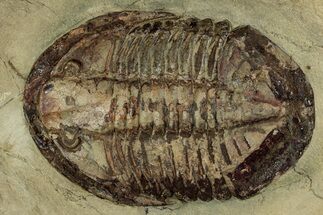 Colorful Asaphid Trilobite - Fezouata Formation #356965