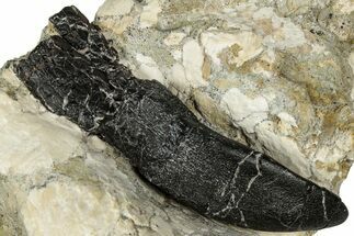 Camarasaurus Tooth with Partial Root in Situ - Bone Cabin Quarry #356969