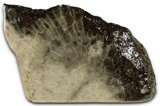 Free-Standing, Petoskey Stone (Fossil Coral) Section - Michigan #356977