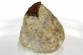Rare, Serrated Troodontid (Troodon) Tooth - Montana #356987