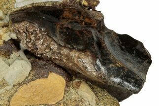 Fossil Triceratops Shed Tooth in Sandstone - Wyoming #356988