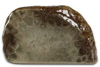 Free-Standing, Petoskey Stone (Fossil Coral) Section - Michigan #356998