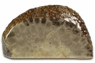 Free-Standing, Petoskey Stone (Fossil Coral) Section - Michigan #356999