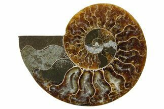 Cut & Polished Ammonite Fossil (Half) - Madagascar #354175