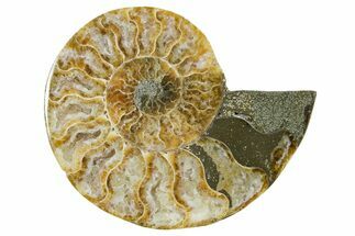 Cut & Polished Ammonite Fossil (Half) - Madagascar #354187