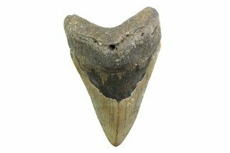 Fossil Megalodon Tooth - North Carolina #354528