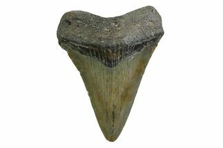 Juvenile Megalodon Tooth - North Carolina #354530