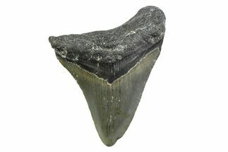 Juvenile Megalodon Tooth - North Carolina #354533