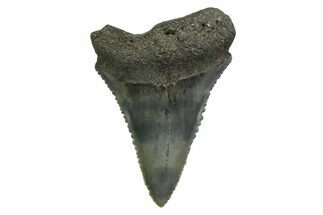 Serrated, Fossil Great White Shark Tooth - South Carolina #354538