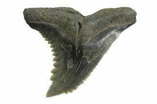Snaggletooth Shark (Hemipristis) Tooth - South Carolina #354540
