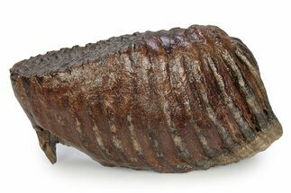 Fossil Woolly Mammoth Lower M Molar - Poland #357016