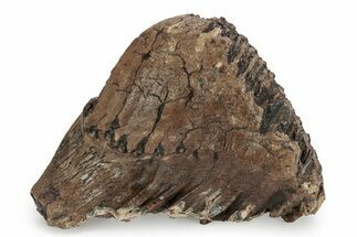 Fossil Woolly Mammoth Upper M Molar - Poland #357021