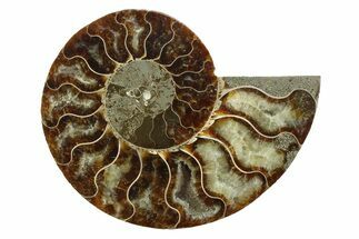 Cut & Polished Ammonite Fossil (Half) - Madagascar #354133
